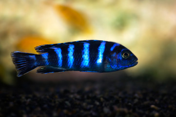 tropical fish