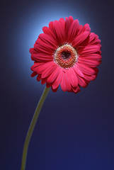 Pink gerber daisy on blue
