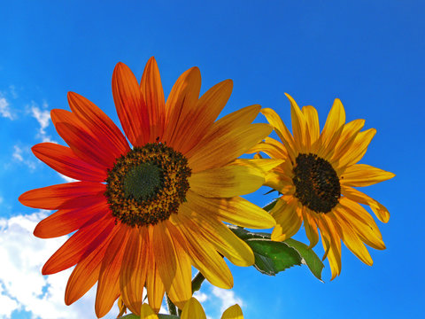 multi colored suflower