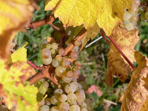 Riesling Weintraube mit Botrytis