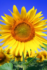 Fototapeta premium tournesol