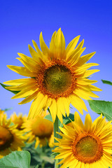 Obraz premium tournesol