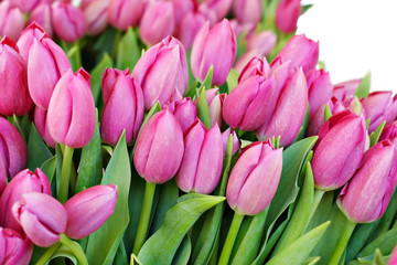 Bunch of pink tulips isolated on white