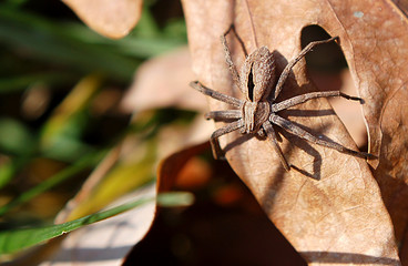 Juvenile Nurse Spider