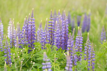 Blooming Flower Lupinus polyphyllus