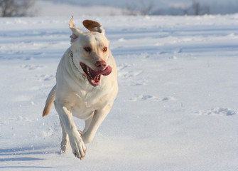 Running Dog