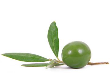 olive 120