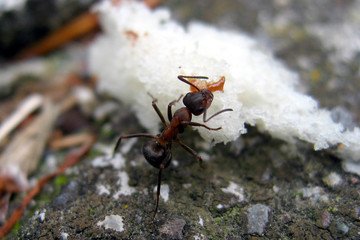 formica che mangia cioccolata