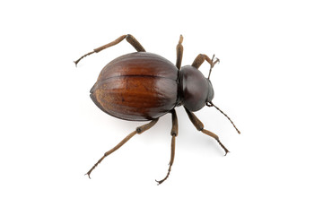 Tenebrionid beetle