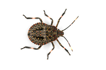 Spotted bug