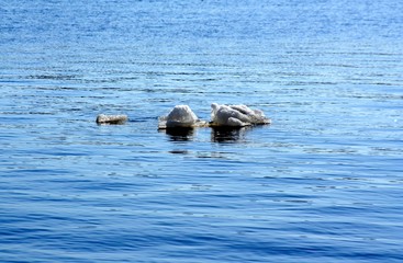 Drifting Ice on river © elen_studio