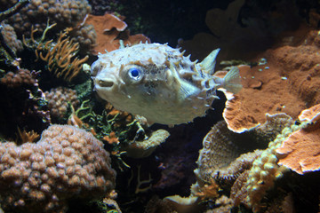 Poisson porc-épic