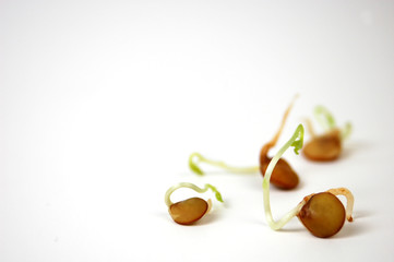 Lentil sprouts on a white background