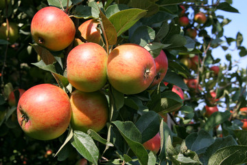 Reiche Ernte