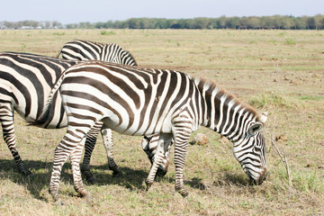 Fototapeta na wymiar zebras grazing in the park