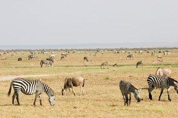Fototapeta na wymiar zebra, grazing