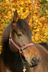 Obraz premium Portrait