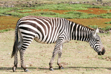 zebra in the bush
