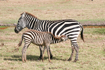 Fototapeta na wymiar zebra and son
