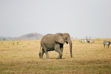 Naklejka na ściany i meble elephant on the walk