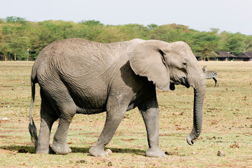 Obraz premium elephant on the walk