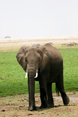 Fototapeta na wymiar elephant in the amboseli
