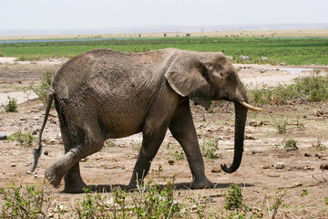 Obraz premium elephant 