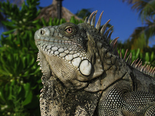 Iguana Close-up in the Caribbean