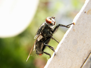 KONICA MINOLTA DIGITAL CAMERA