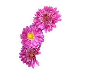 Fototapeta premium Flower