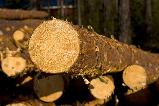timber