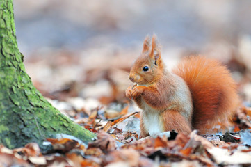 Red squirrel écureuil roux