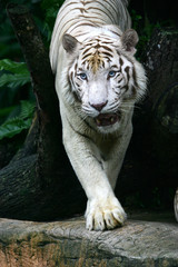 White Tiger