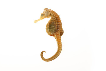 sea horse of gold color over white background