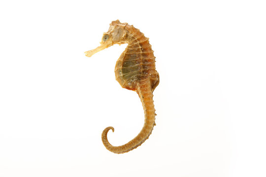 Sea Horse Of Gold Color Over White Background