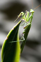 Praymantis