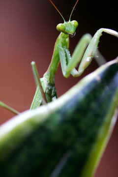 Praymantis