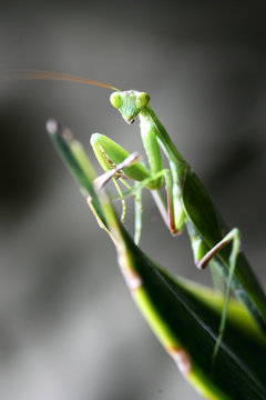 Praymantis