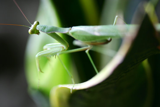 Praymantis