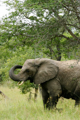 Fototapeta premium African Elephants