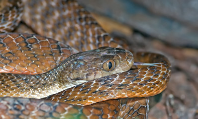 australian common tiger snake Notechis scutatus 