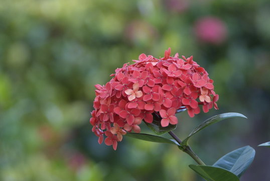 lxora, coral fire