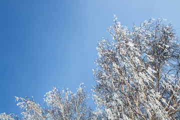 ice winter birch woods under blue sky