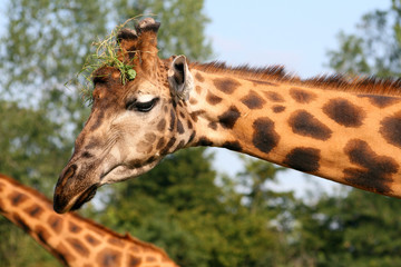 girafe