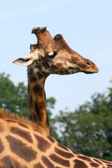 girafe