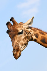 girafe