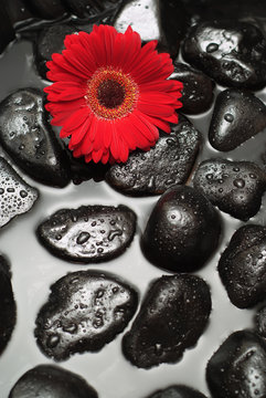 Spa rock and gerbera daisy flower image concept