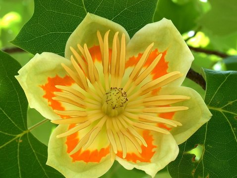 Tulpenbaum-Bl&uuml;te