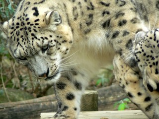 Snow leopards