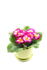 close-ups of pink primula in pot isolated on white